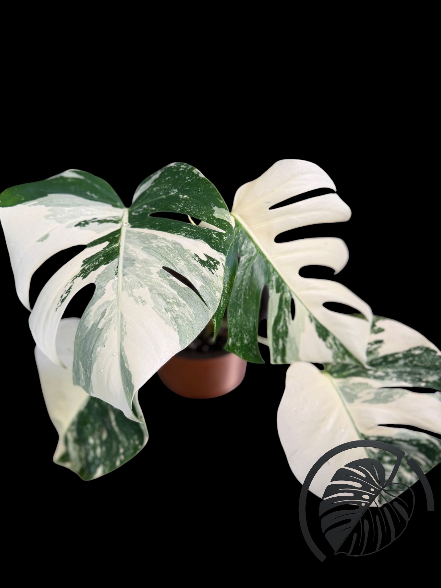 Monstera Albo Borsigiana