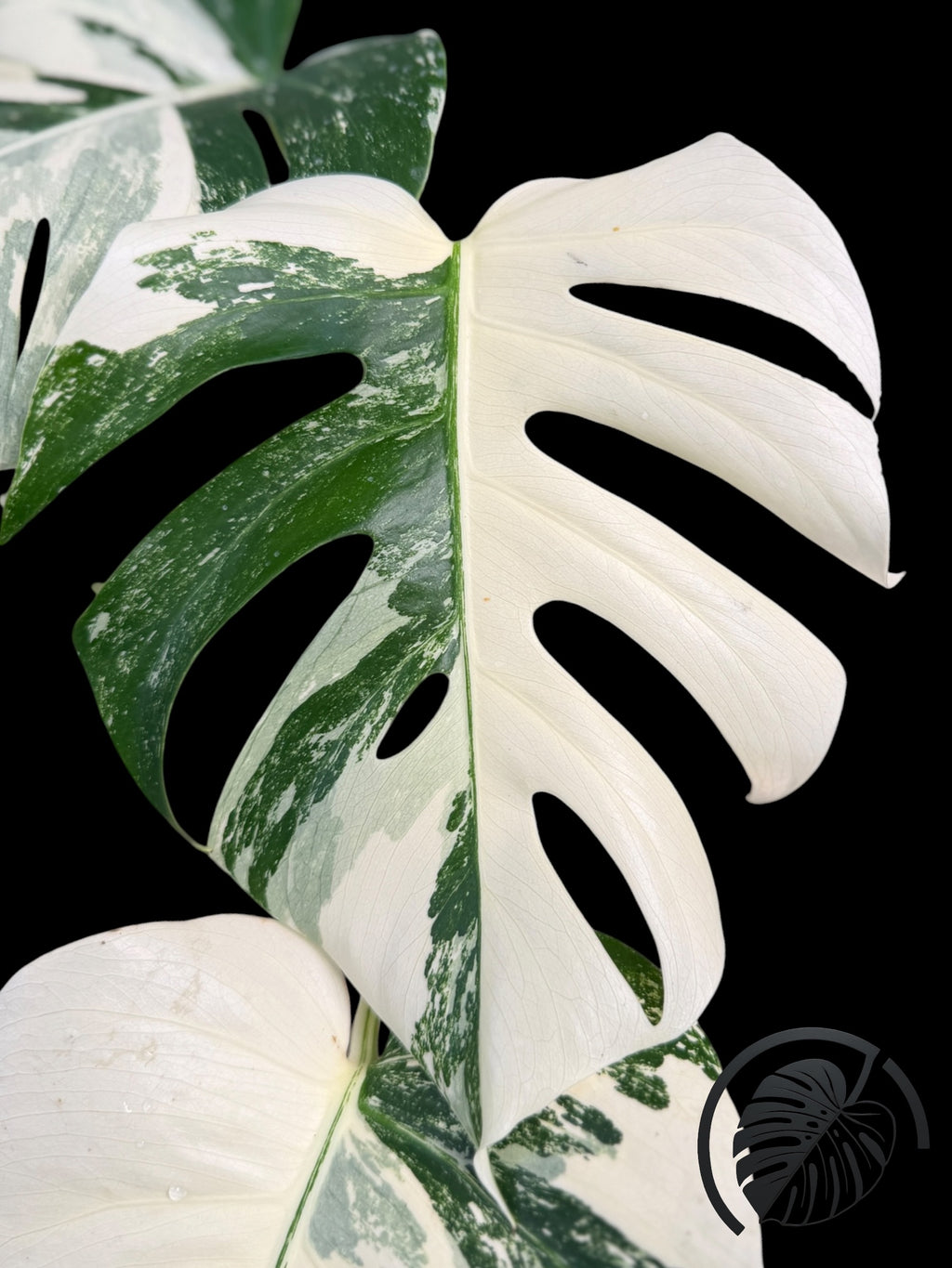 Monstera Albo Borsigiana
