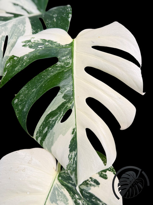 Monstera Albo Borsigiana