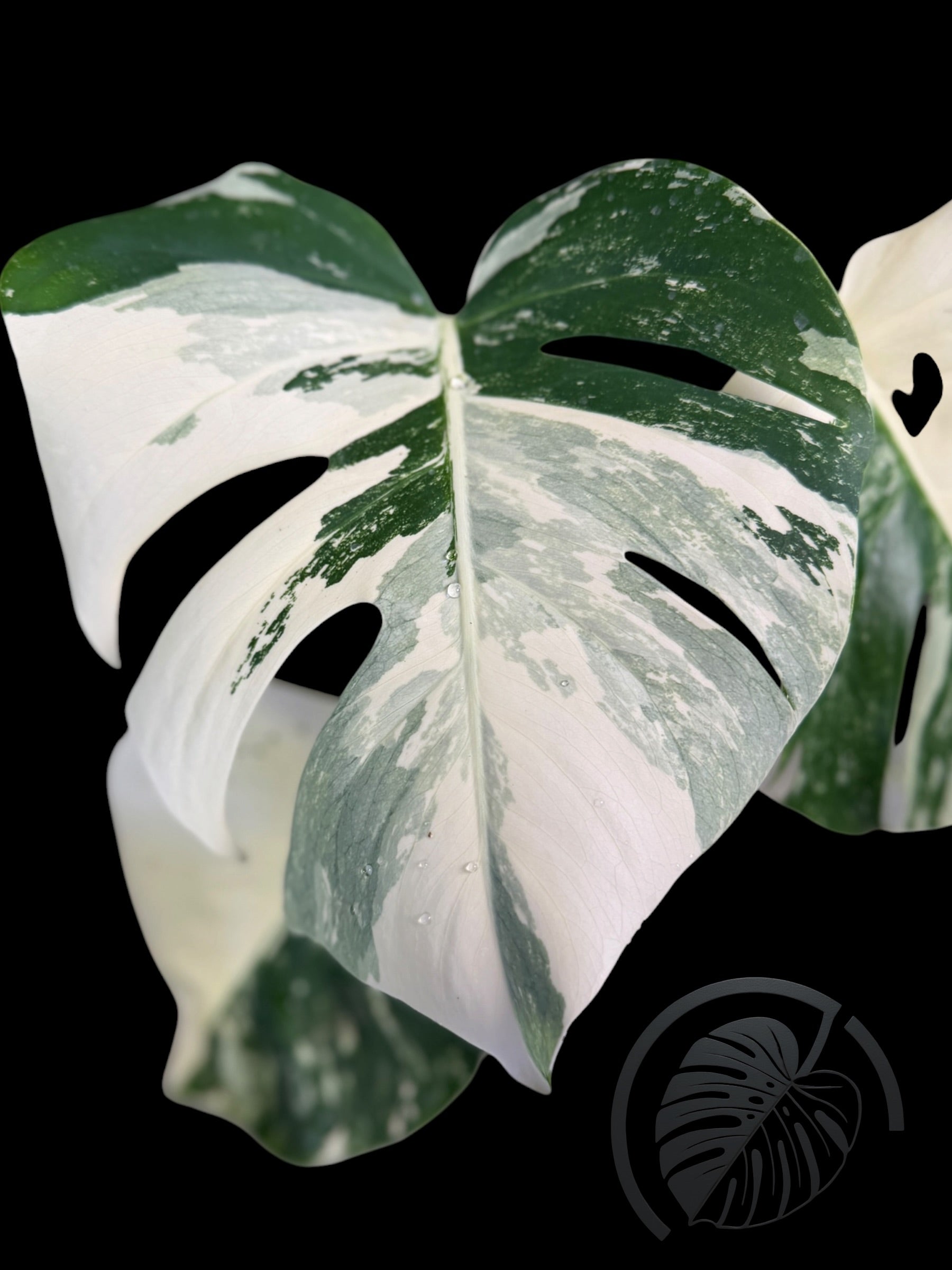 Monstera Albo Borsigiana