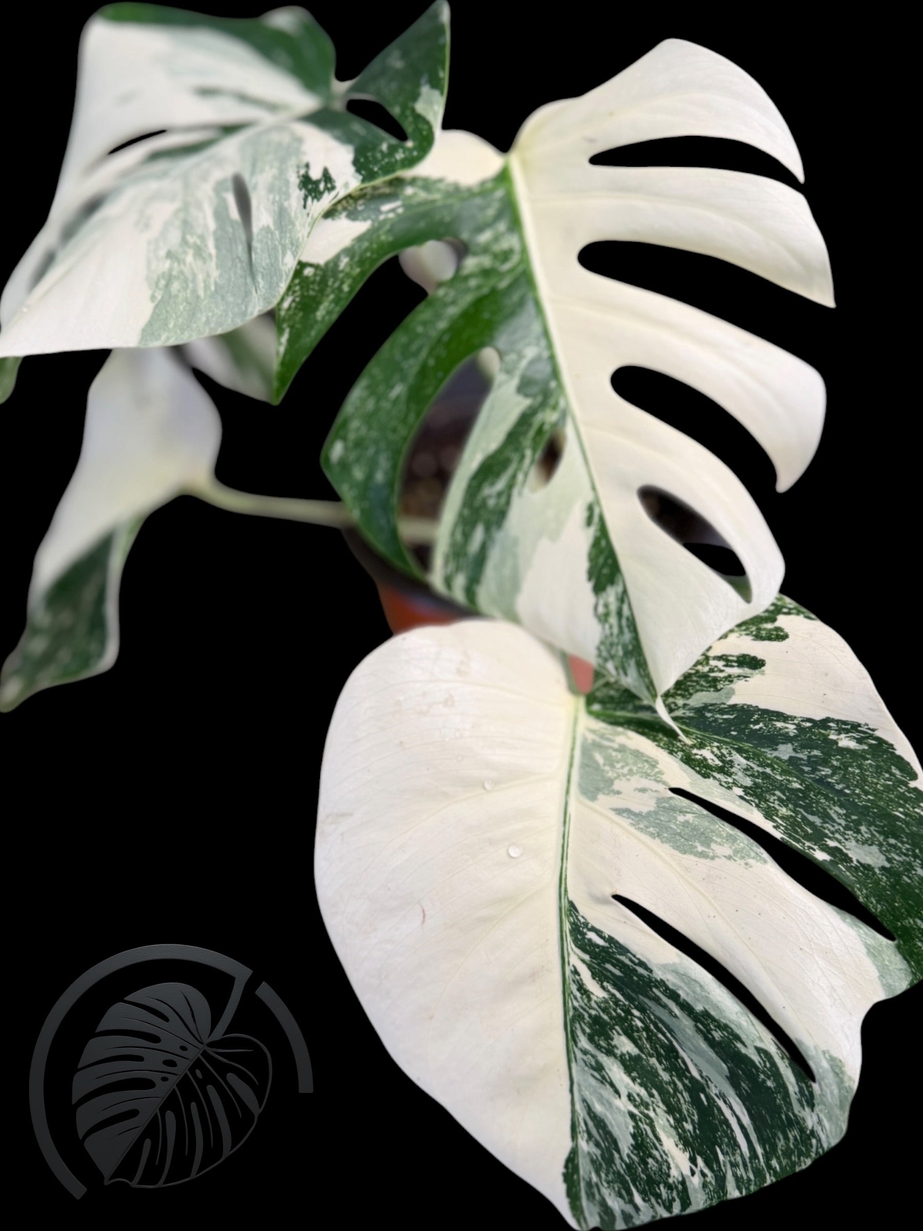 Monstera Albo Borsigiana