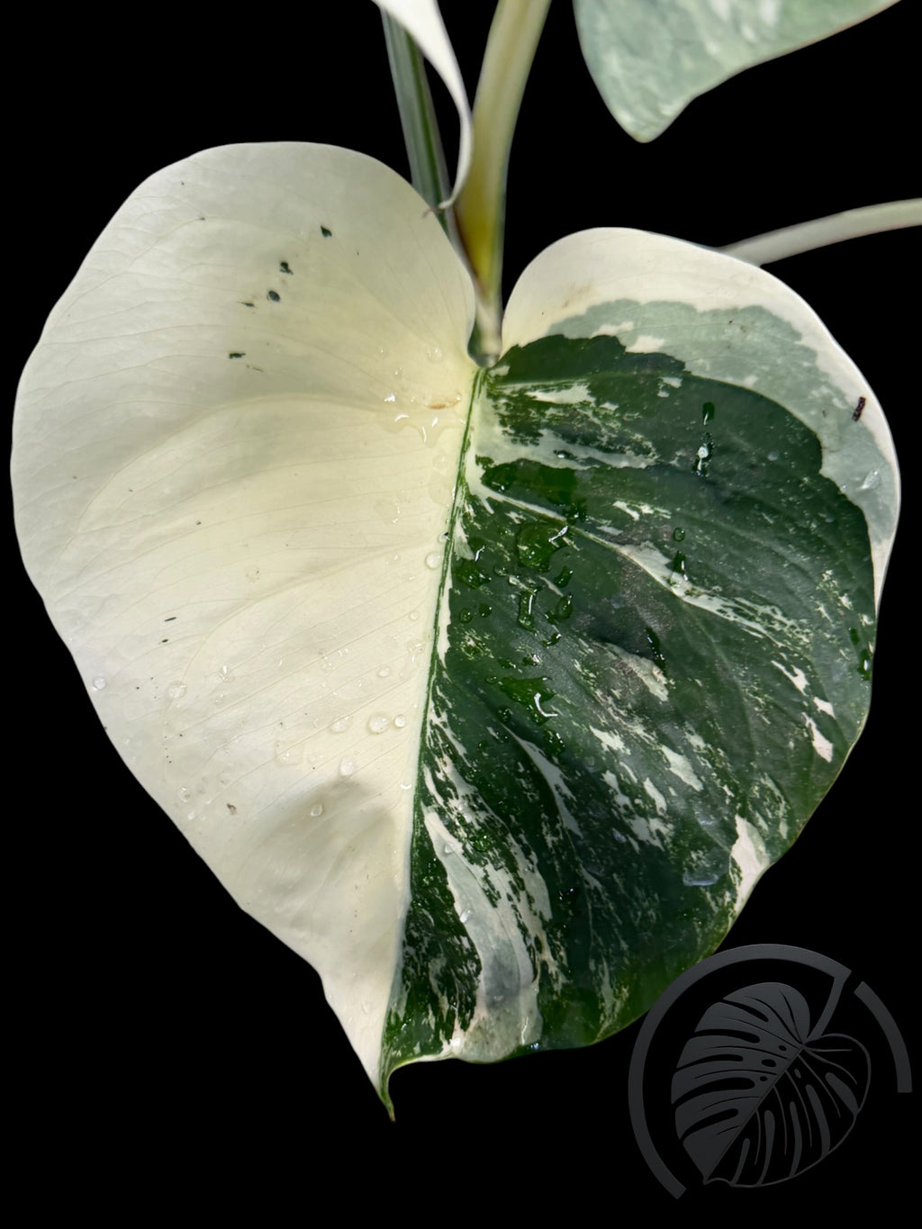 Monstera Albo Borsigiana