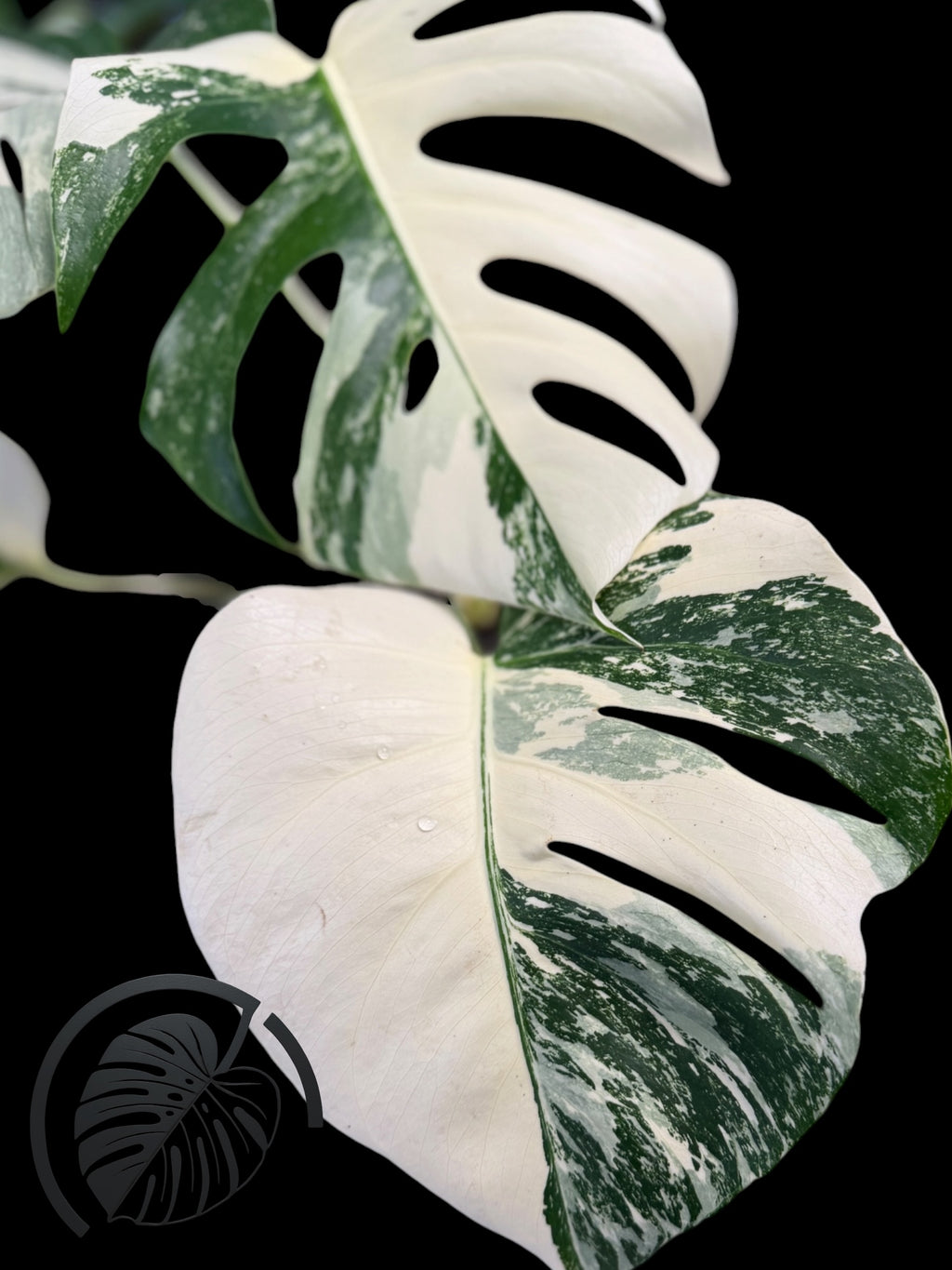 Monstera Albo Borsigiana