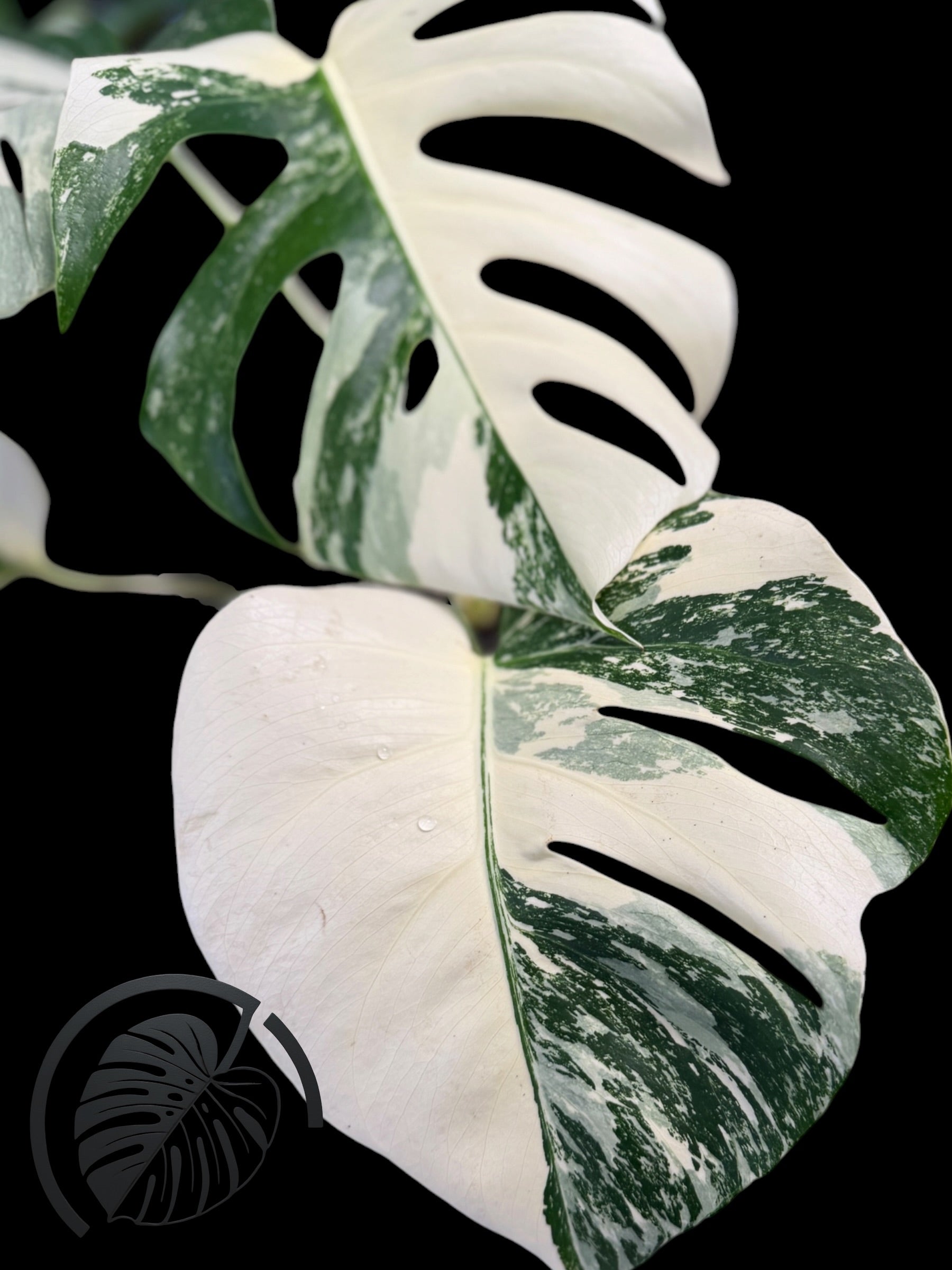 Monstera Albo Borsigiana