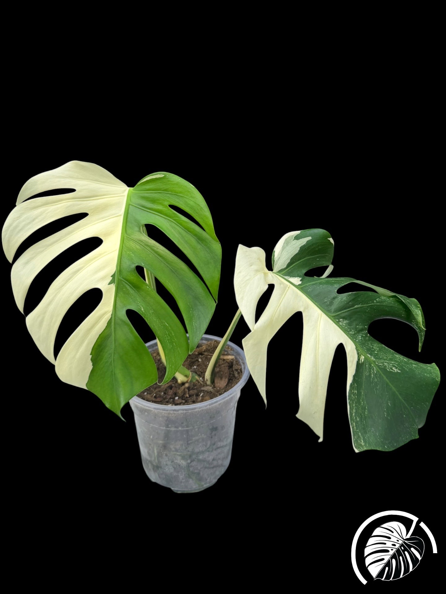 Young monstera albo with two high-contrast variegated leaves in a clear pot on black