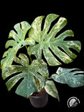 Monstera with fine white speckled variegation across green leaves on a black background