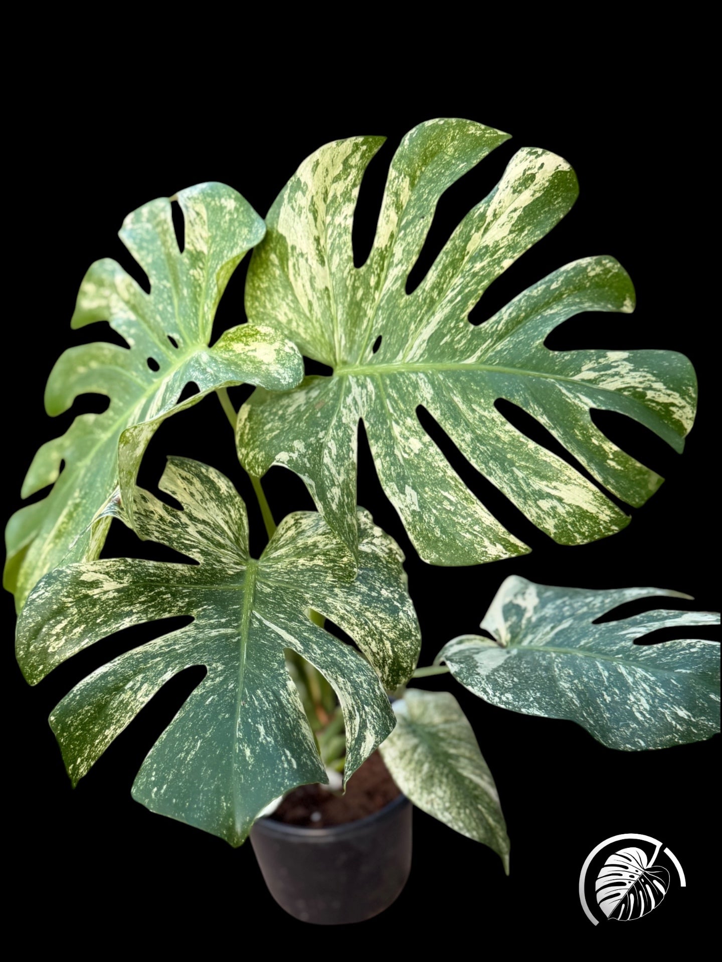 Monstera with fine white speckled variegation across green leaves on a black background