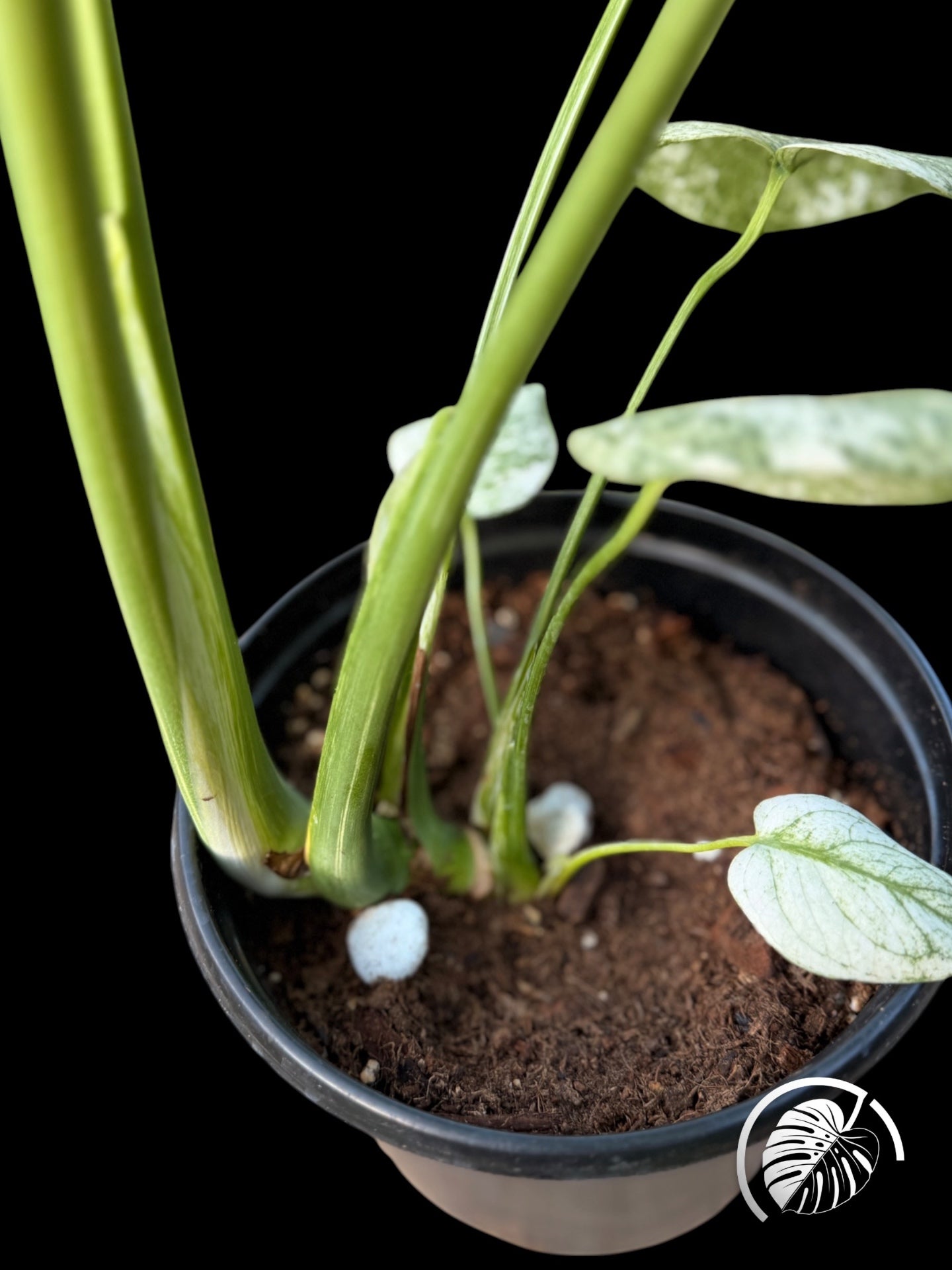 Close-up of the specimen's petioles and root base in its nursery pot