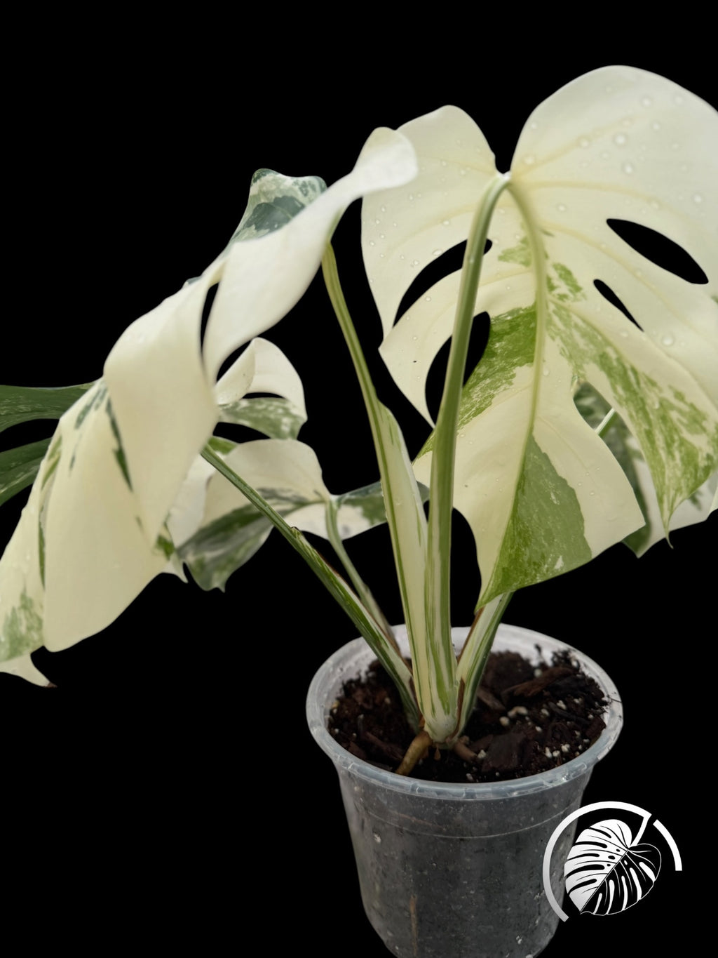 Variegated Monstera albo specimen with white and green leaves on a black background