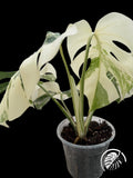Variegated Monstera albo specimen with white and green leaves on a black background