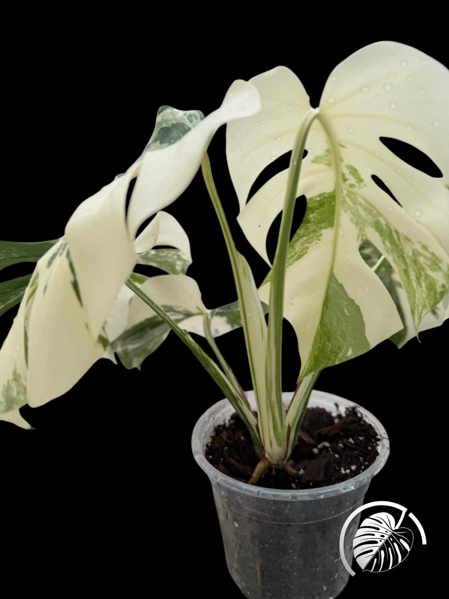 Variegated Monstera albo specimen with white and green leaves on a black background