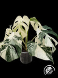 Highly variegated monstera with near-white leaf sectors on a black background