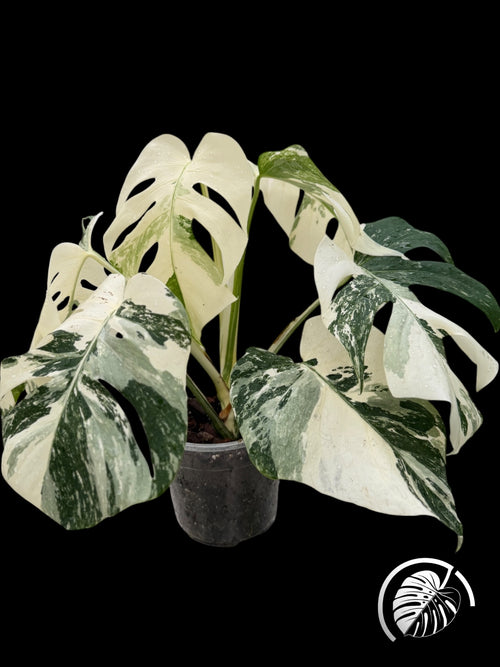 Highly variegated monstera with near-white leaf sectors on a black background