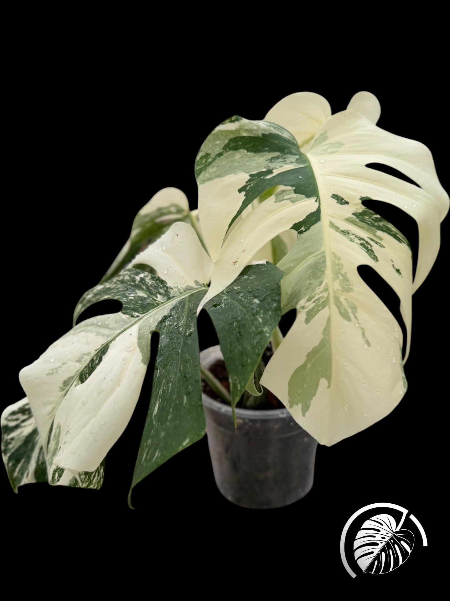 Variegated monstera with cream and green fenestrated leaves on a black background