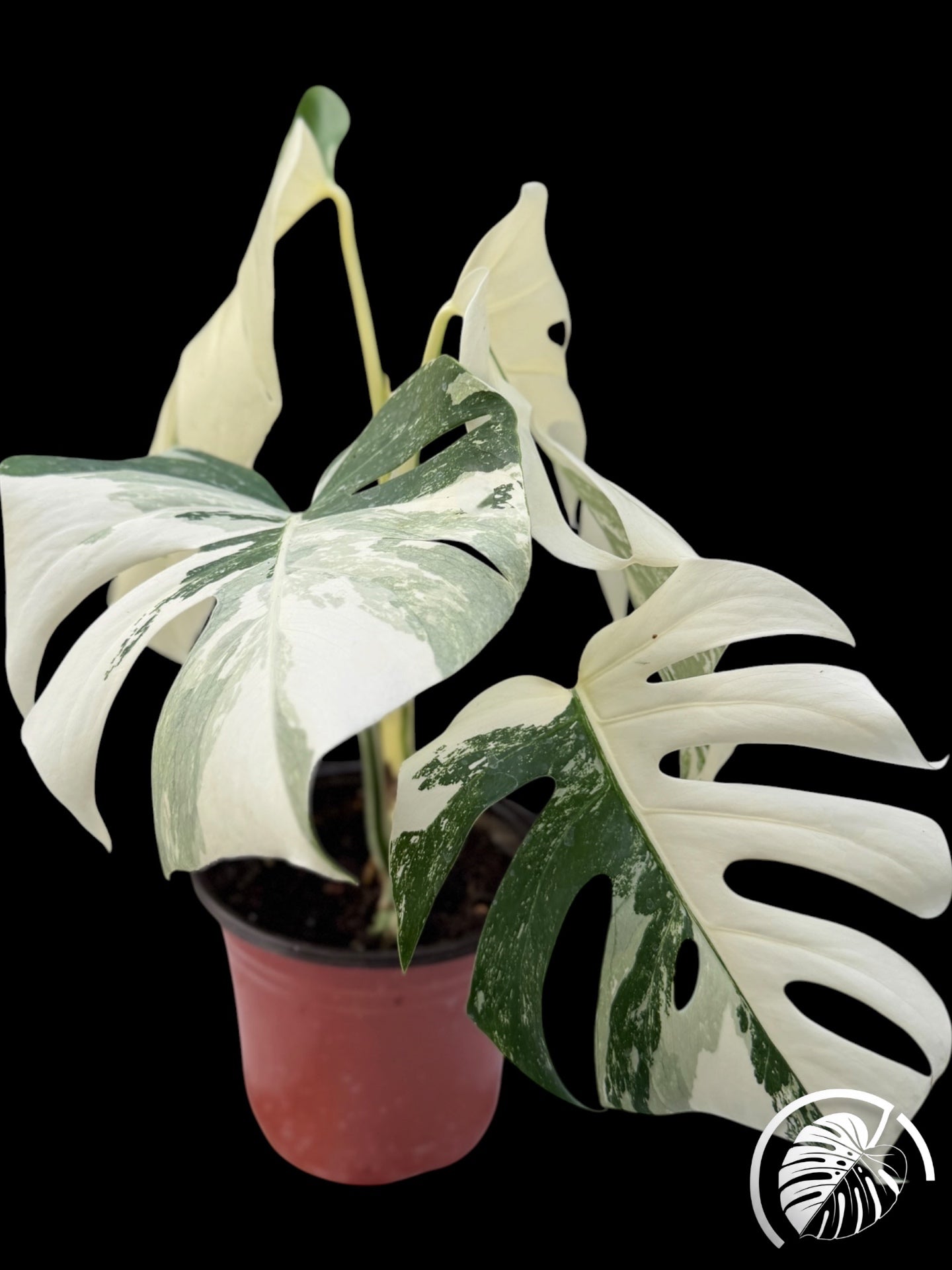 Variegated monstera in a terracotta pot with white and green leaves on a black background
