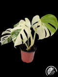 Compact variegated monstera with white leaf sectors on a black background