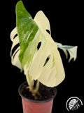 Tall variegated monstera leaf with a large cream sector on a black background