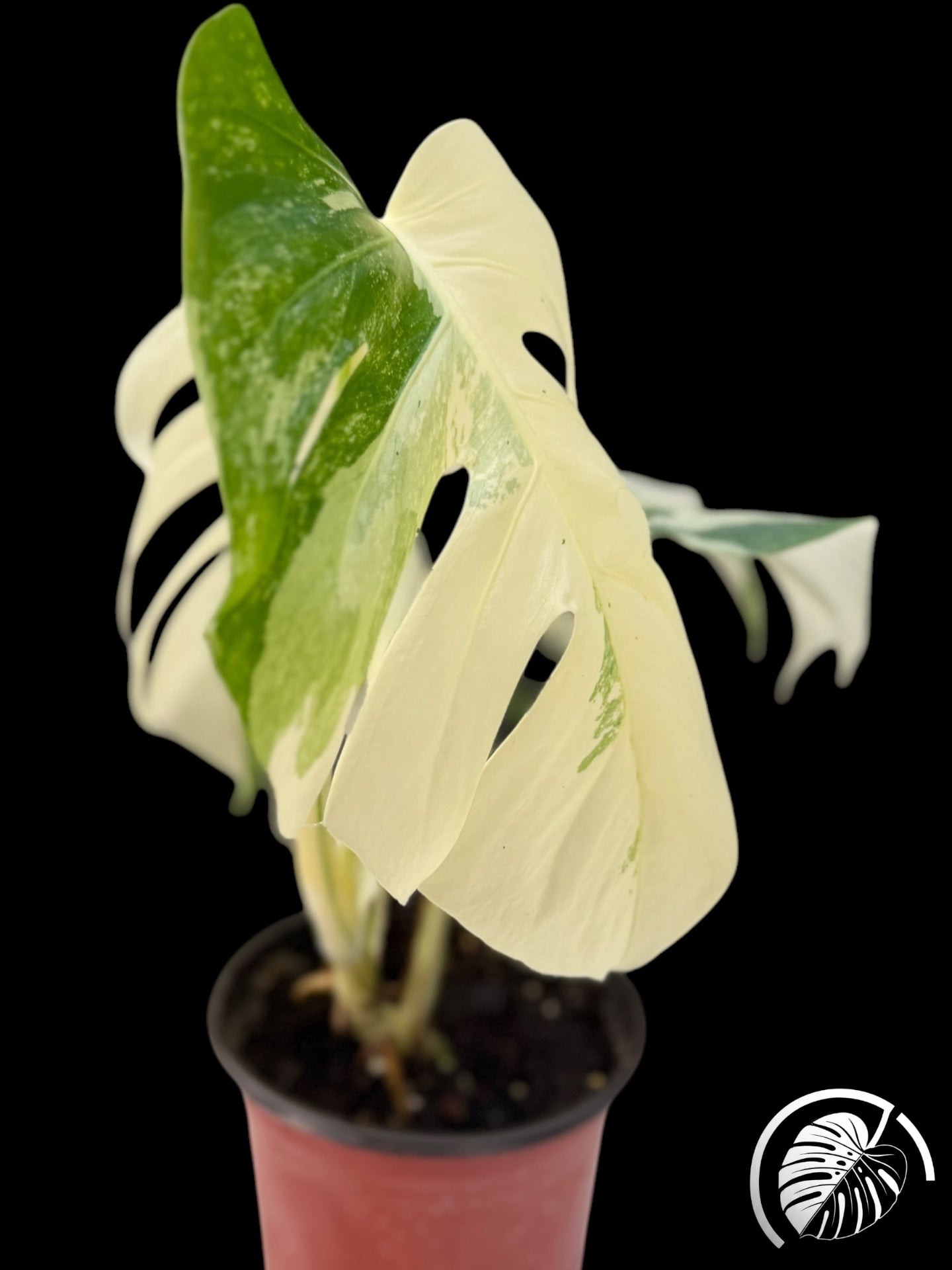 Tall variegated monstera leaf with a large cream sector on a black background