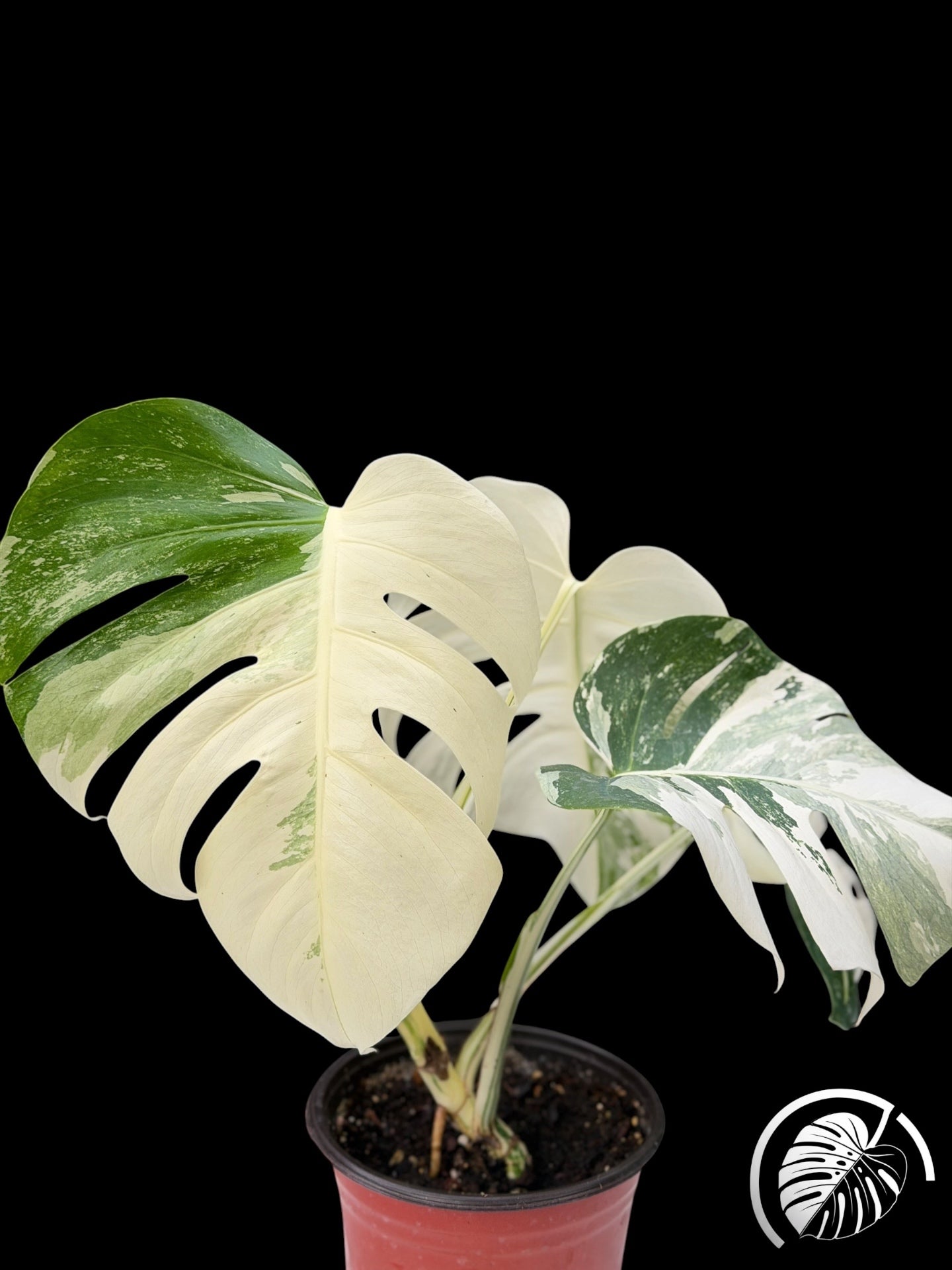 Variegated monstera with half-moon white leaf on a black background