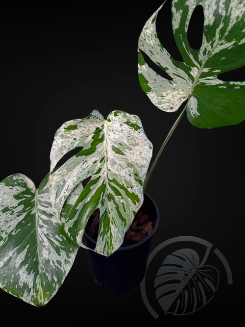 Monstera mint with white and green speckled variegation on a black background