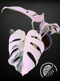 Monstera Albo - Rooted 4 Leaf