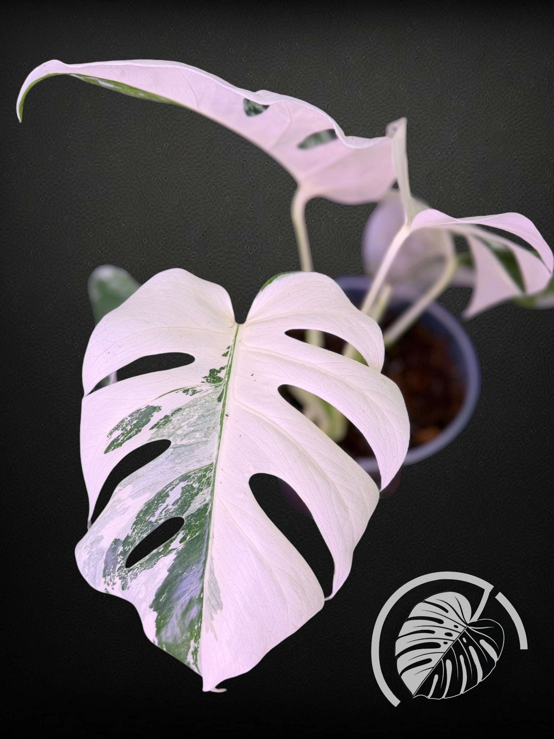 Monstera Albo - Rooted 4 Leaf