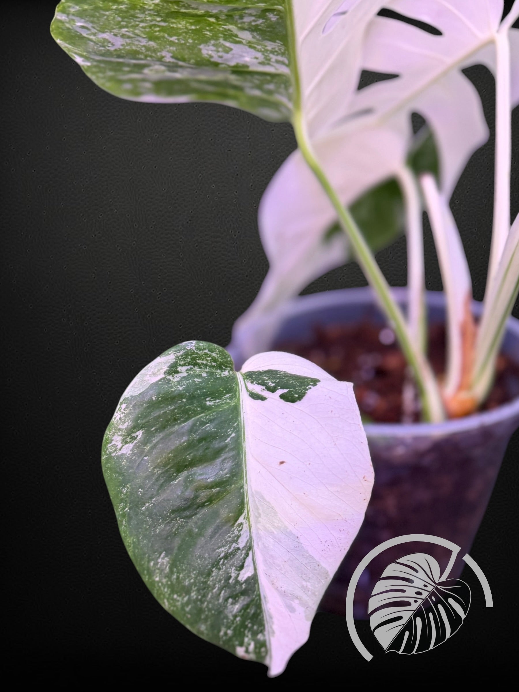 Monstera Albo - Rooted 4 Leaf