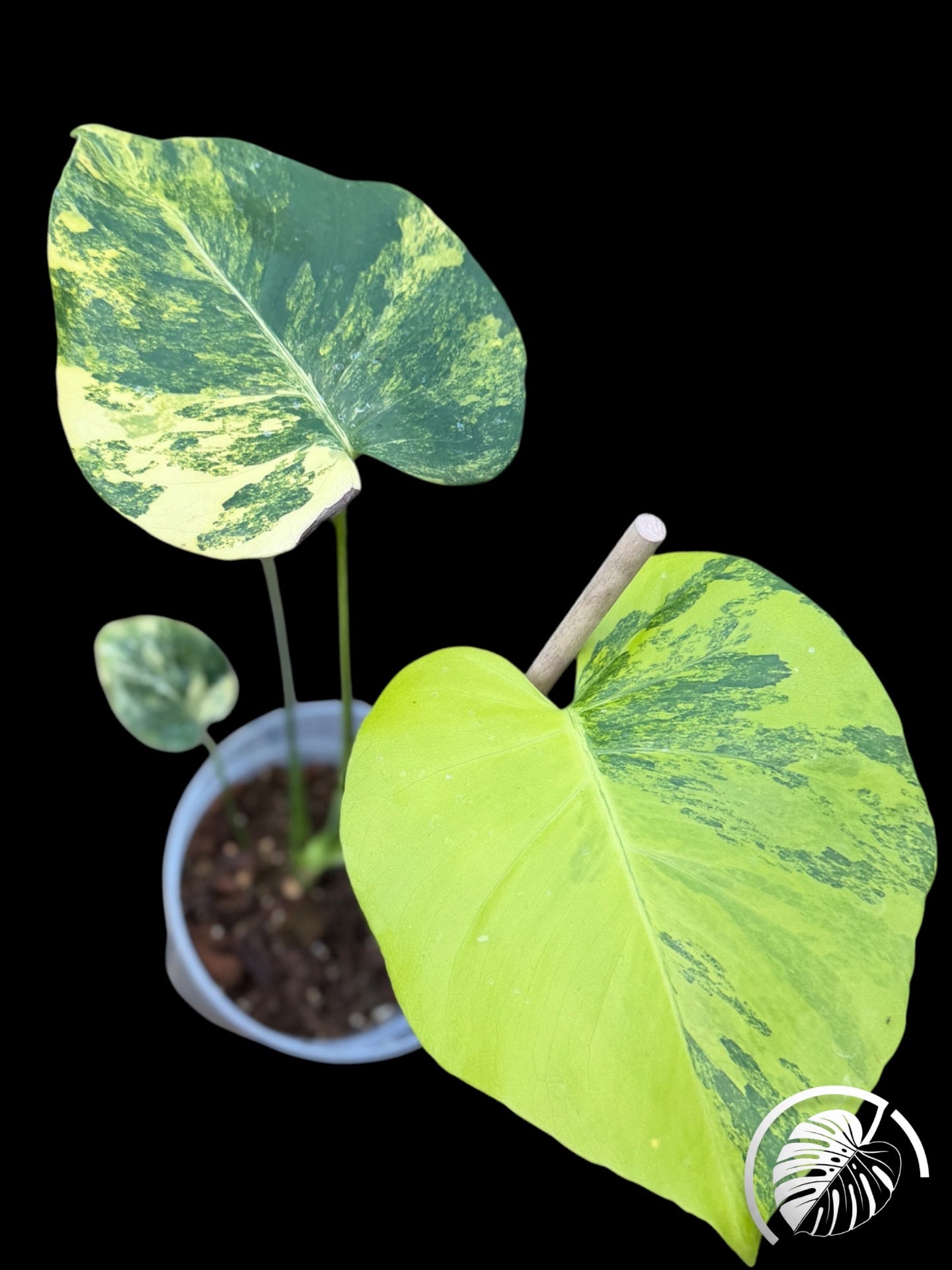 Aroid with yellow-green variegated leaves photographed on a black background