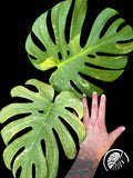 Large deeply fenestrated green monstera leaf shown against a hand for scale on black