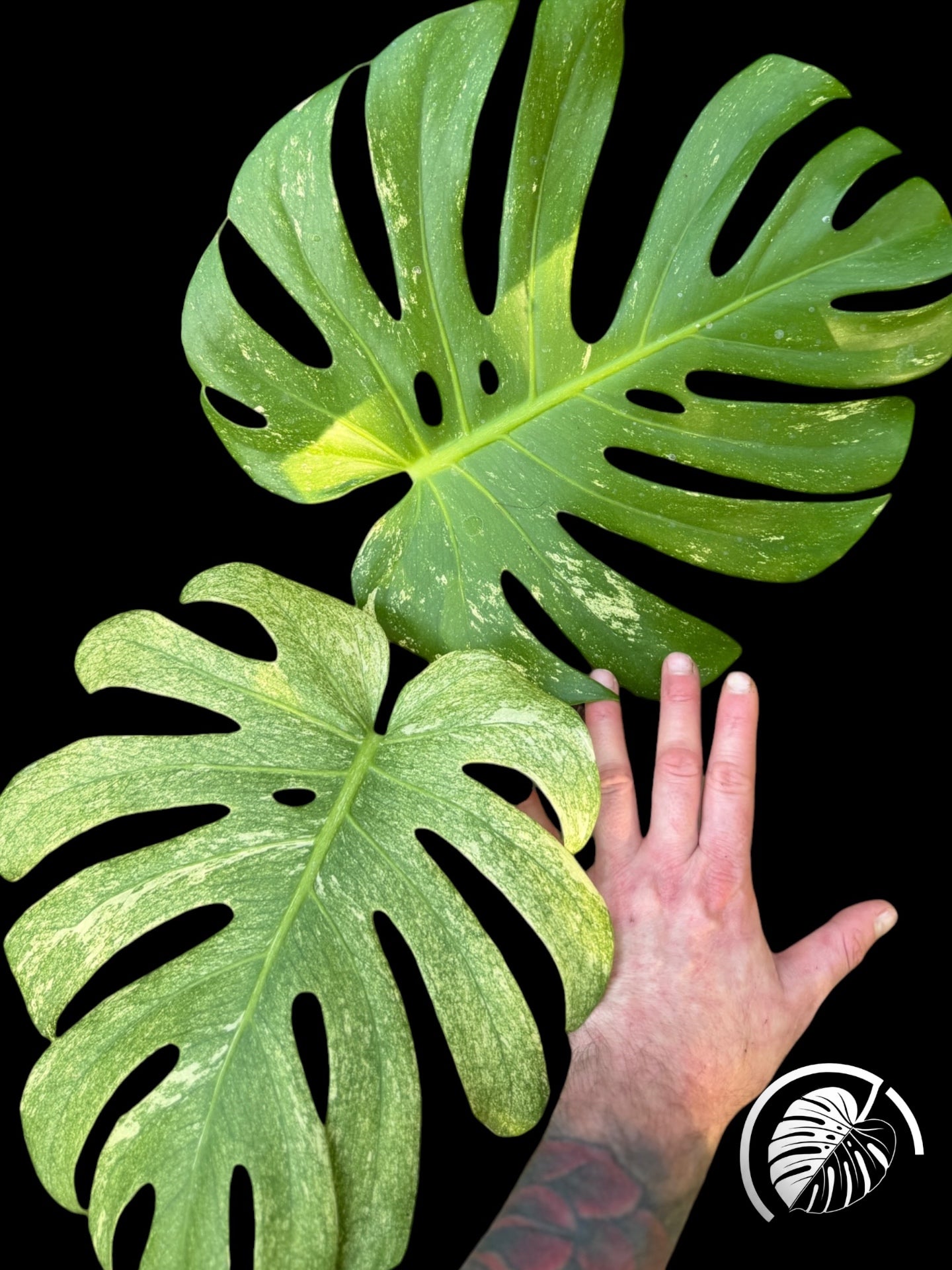 Large deeply fenestrated green monstera leaf shown against a hand for scale on black