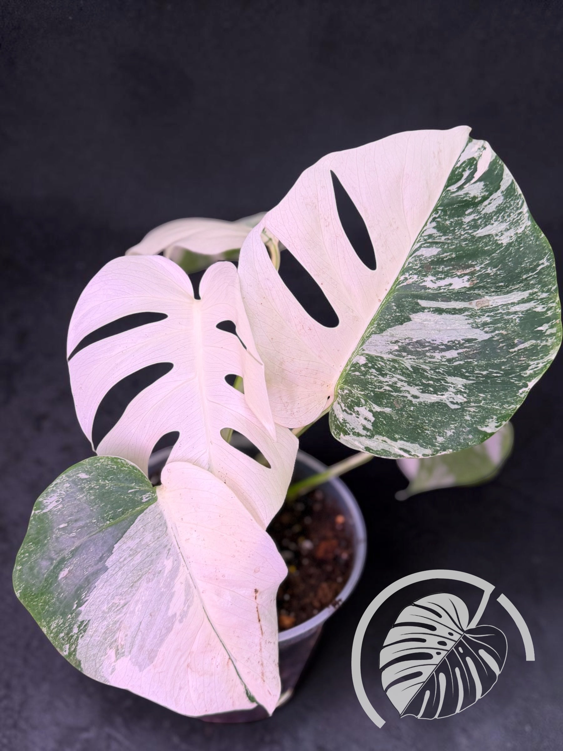 Monstera Albo - Rooted 4 Leaf