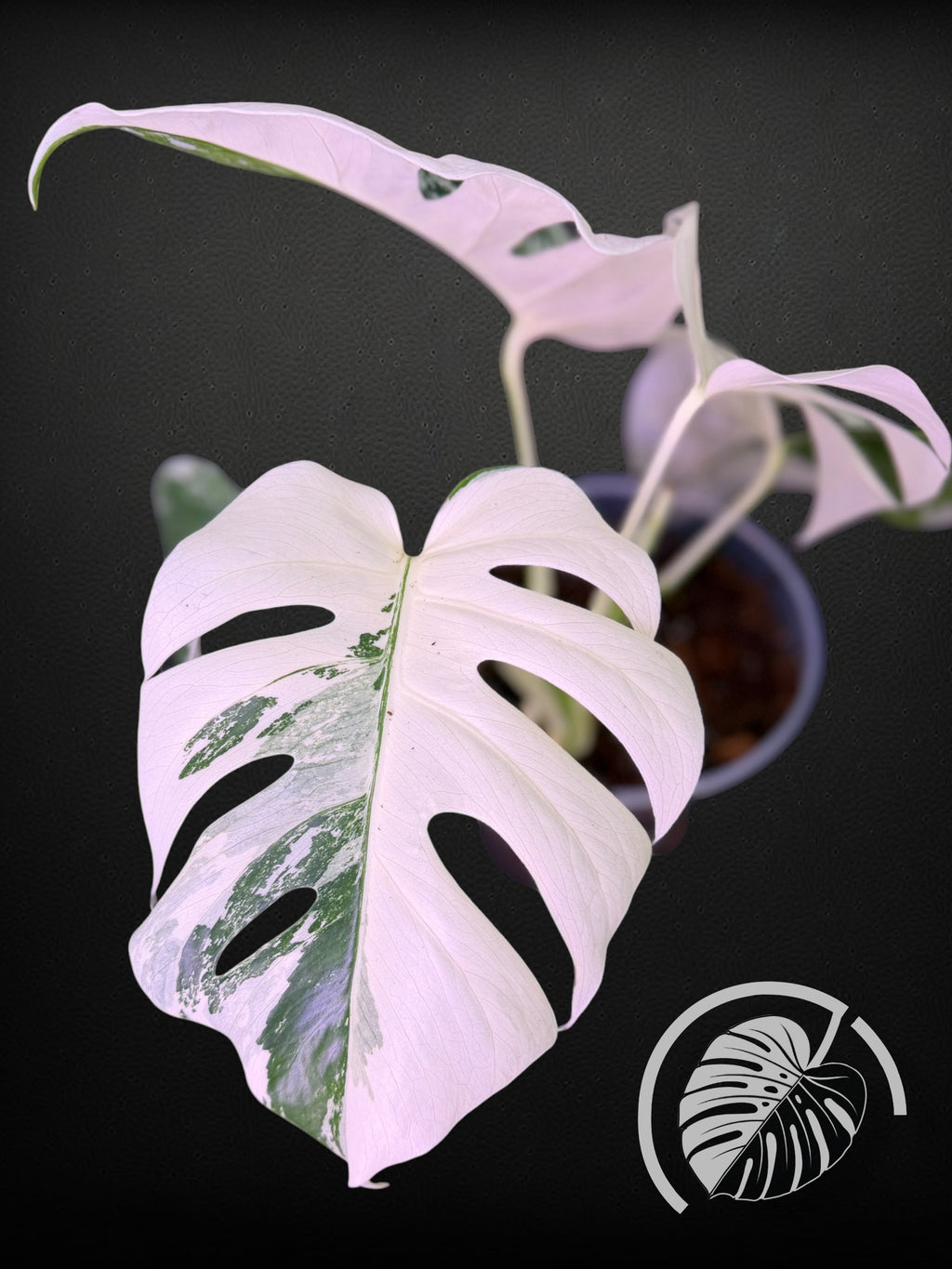 Monstera Albo - Rooted 4 Leaf